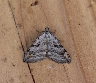 Aplocera plagiata - Streepblokspanner