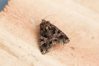 Ortrhosia gracilis - Sierlijke voorjaarsuil 