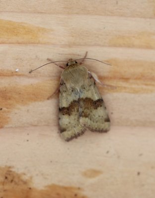 Heliothis viriplaca - Lichte daguil 