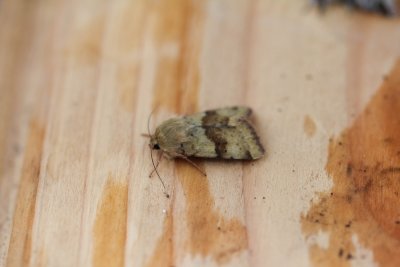 Heliothis viriplaca - Lichte daguil 