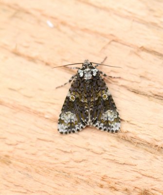 Craniophora ligustri - Schedeldrager