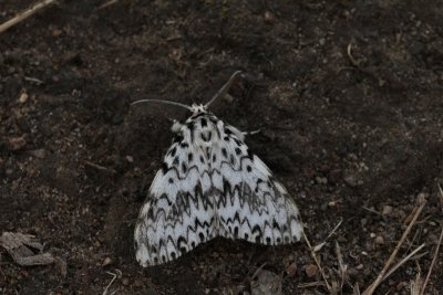 Lymantria monacha - Nonvlinder