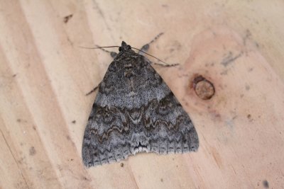 Catocala nupta - Rood weeskind