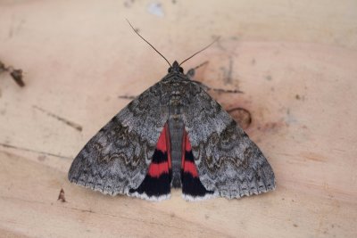 Catocala nupta - Rood weeskind