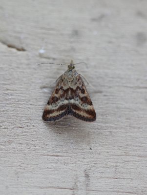 Pyrausta despicata - Weegbreemot