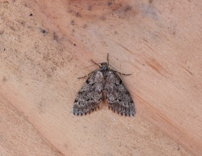 Diurnea fagella - Voorjaarskortvleugelmot