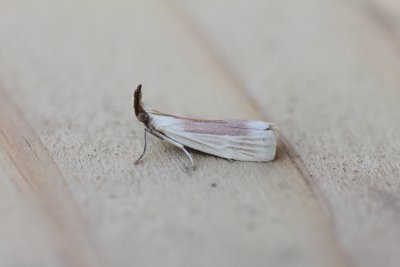 Pyralidae - Lichtmotten