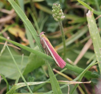 Oncocera semirubella - Prachtmot 