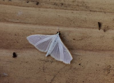 Palpita vitrealis - Satijnlichtmot