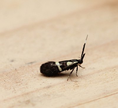 Dasycera oliviella - Schorsvaandeldrager