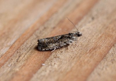 Zeiraphera isertana - Grootkopbladroller