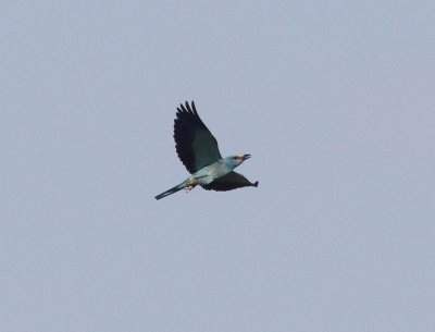 Scharrelaar - Coracias garrulus