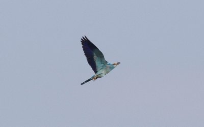 Scharrelaar - Coracias garrulus