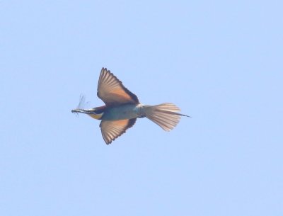 Bijeneter - Merops apiaster