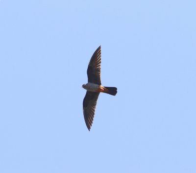 Roodpootvalk - Falco vespertinus