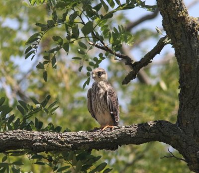 Roodpootvalk - Falco vespertinus