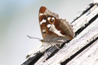 Grote weerschijnvlinder - Apatura iris