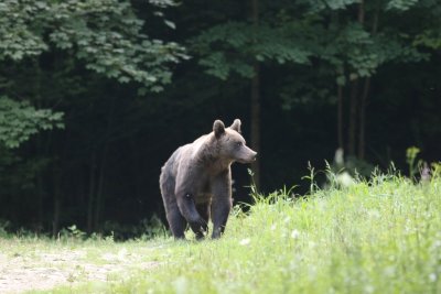 Europese bruine beer - Ursus arctos arctos