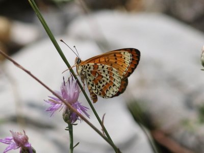 Tweekleurige parelmoervlinder - Melitaea didyma