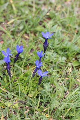 Sneeuwgentiaan - Gentiana nivalis