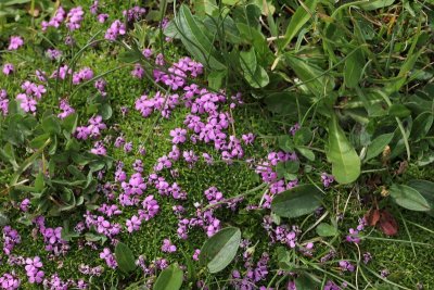 Stengelloze silene - Silene acaulis