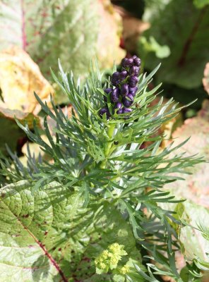 Monnikskap - Aconitum tauricum