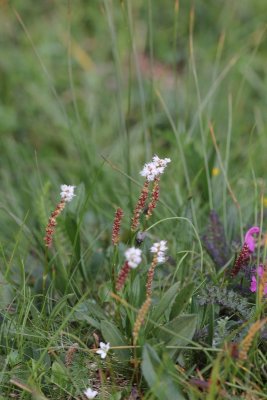 Knolduizendknoop  - Persicaria vivipara