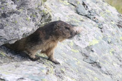 Alpenmarmot - Marmota marmota