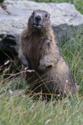 Alpenmarmot - Marmota marmota