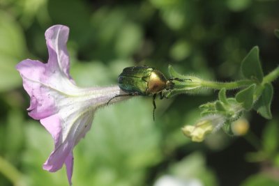 Gouden tor - Cetonia aurata