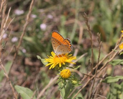 Oostelijke vuur vlinder - Lycaena thersamon