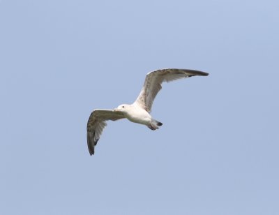 Geelpootmeeuw - Larus michahellis