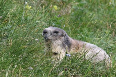 Alpenmarmot - Marmota marmota