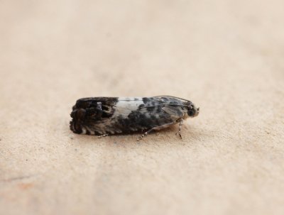 Pammene fasciana - Gewone dwergbladroller