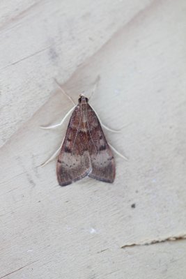 Uresiphita gilvata - Geelvleugelmot