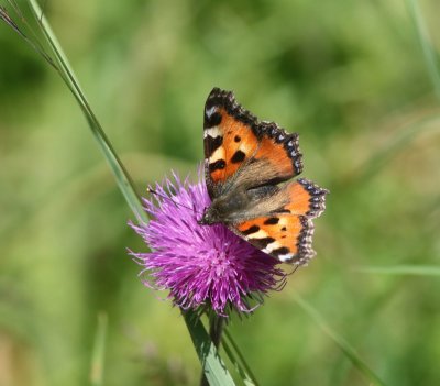 Aglais urticae - Kleine vos