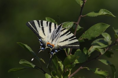  Iphiclides podalirius - Koningspage 