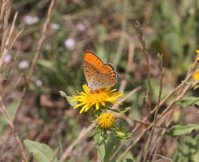 Lycaena thersamon - Oostelijke vuurvlinder 