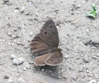 Minois dryas - Blauwoogvlinder 