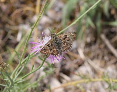 Carcharodus alceae - Kaasjeskruiddikkopje