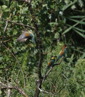 Bijeneter -  European bee-eater - Merops apiaster