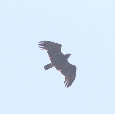 Keizerarend - Eastern imperial eagle - Aquila heliaca 