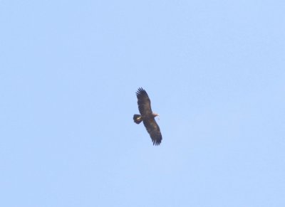 Steenarend - Golden eagle - Aquila chrysaetos