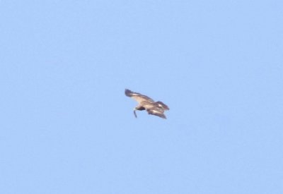 Steenarend - Golden eagle - Aquila chrysaetos