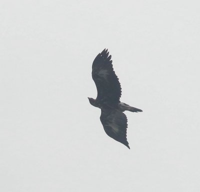 Steenarend - Golden eagle - Aquila chrysaetos