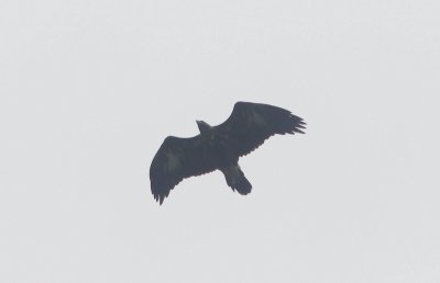 Steenarend - Golden eagle - Aquila chrysaetos