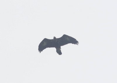 Steenarend - Golden eagle - Aquila chrysaetos