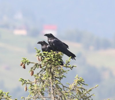 Raaf - Raven - Corvus corax