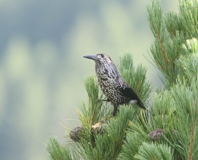 Notenkraker - Spotted nutcracker -  Nucifraga caryocatactes  