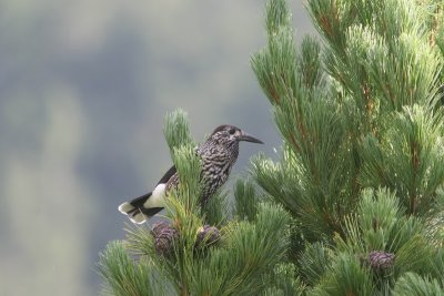 Notenkraker - Spotted nutcracker -  Nucifraga caryocatactes  